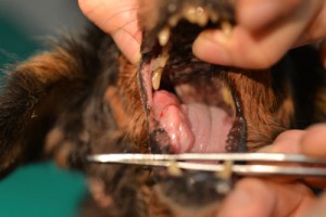 舌腫瘍1s