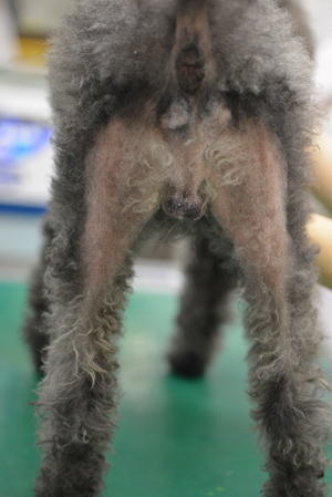 Case65 治療により脱毛が改善したクッシング症候群の犬の1例 つつじヶ丘動物病院 東京都調布市の動物総合病院 一般診療 循環器科 腫瘍科など
